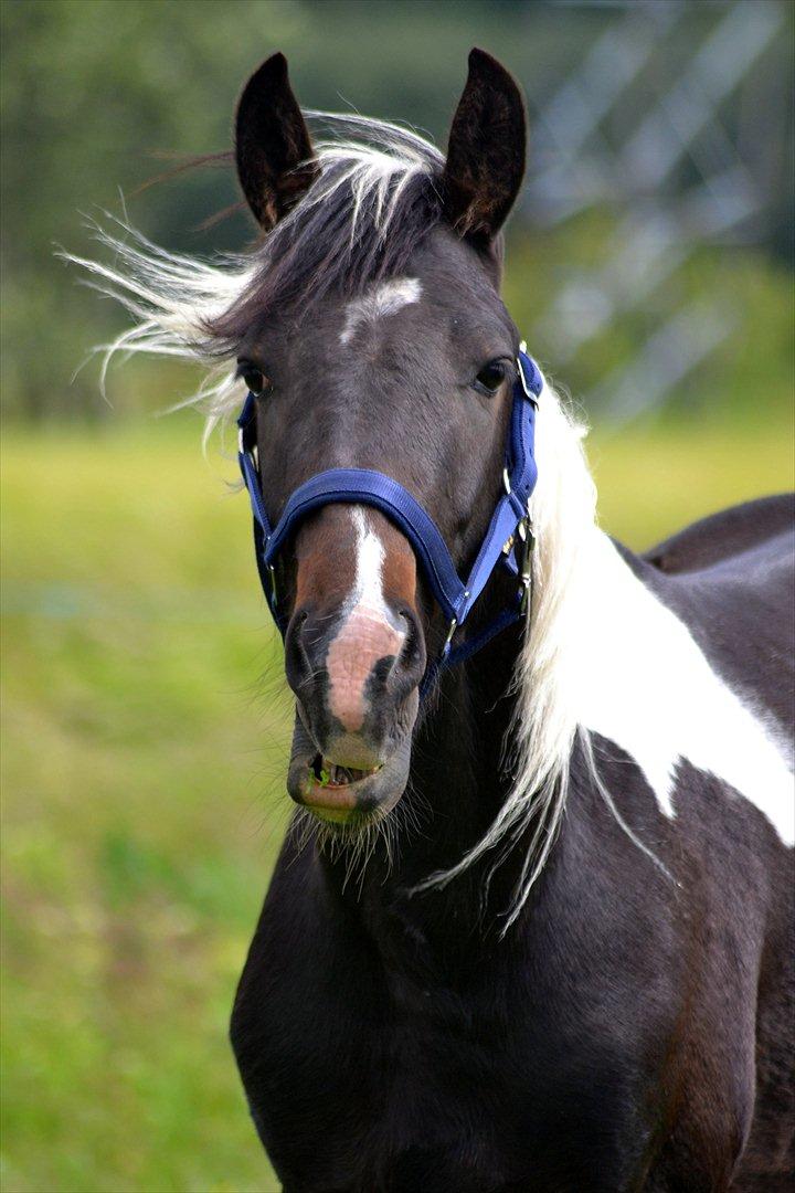 Barockpinto Drops Of Jupiter - Halluuuu ;-) billede 15