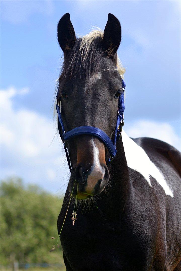 Barockpinto Drops Of Jupiter billede 16