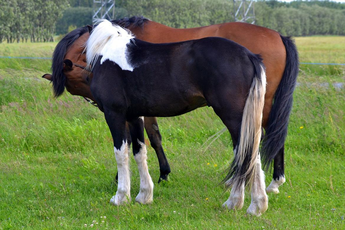 Barockpinto Drops Of Jupiter - Kyssende drenge ;-) billede 17