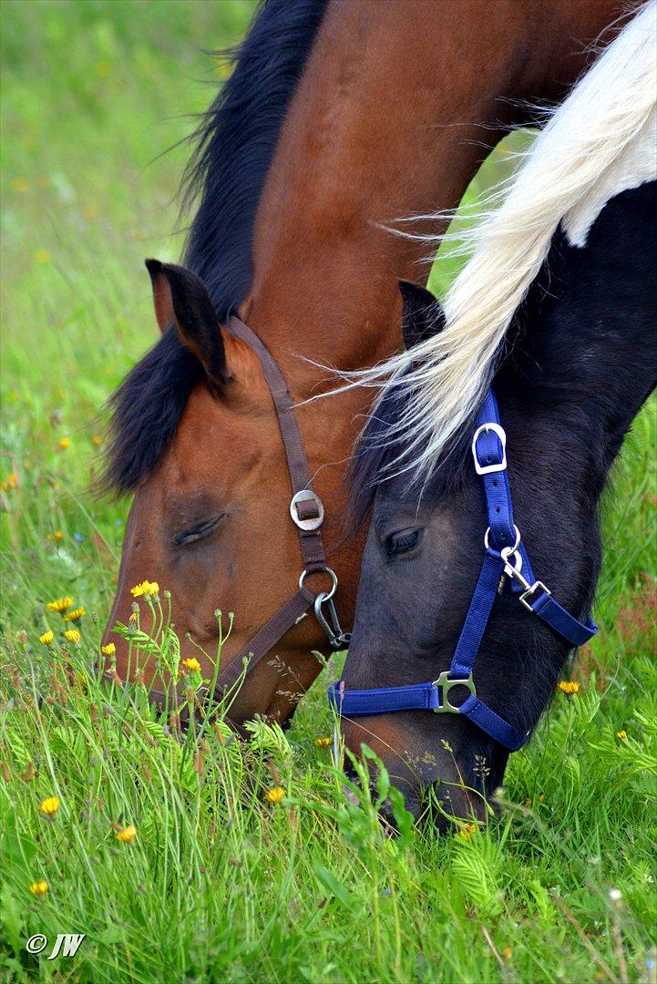 Barockpinto Drops Of Jupiter - Best Friends <3 billede 8