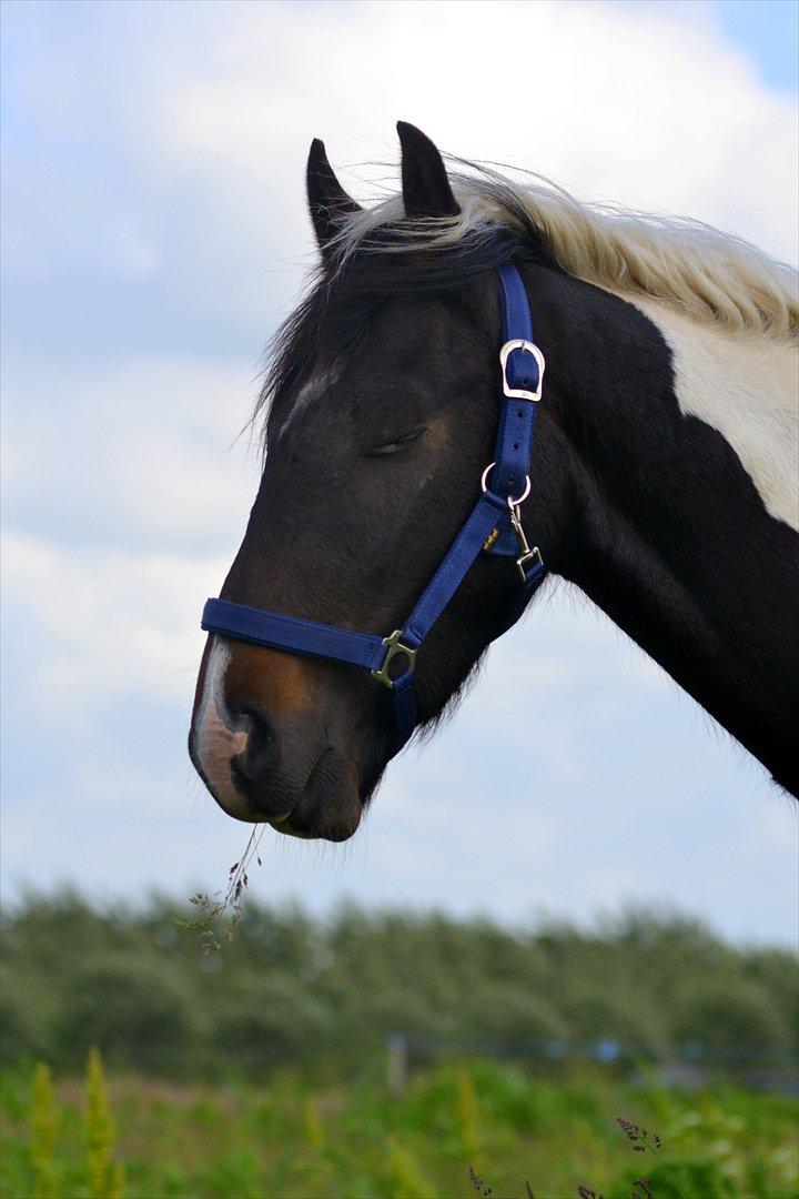 Barockpinto Drops Of Jupiter - Mmmm billede 10