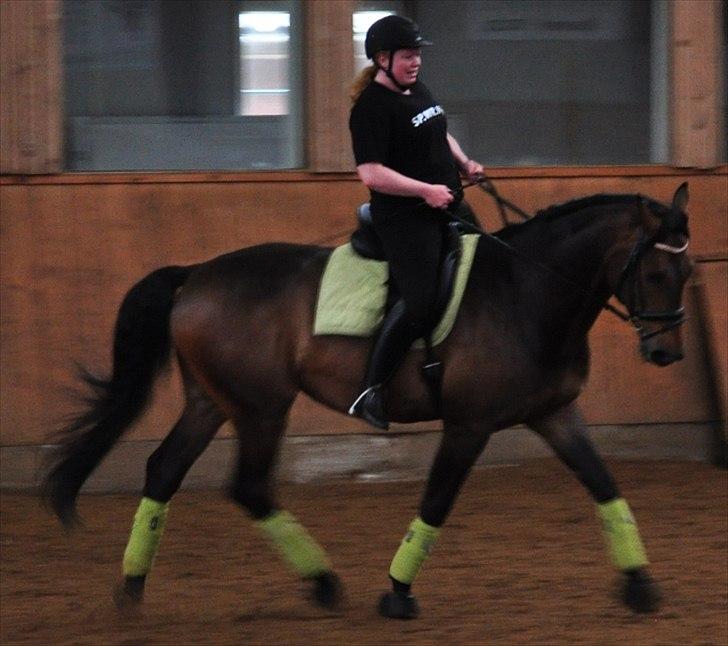 Dansk Varmblod Cæsar billede 19