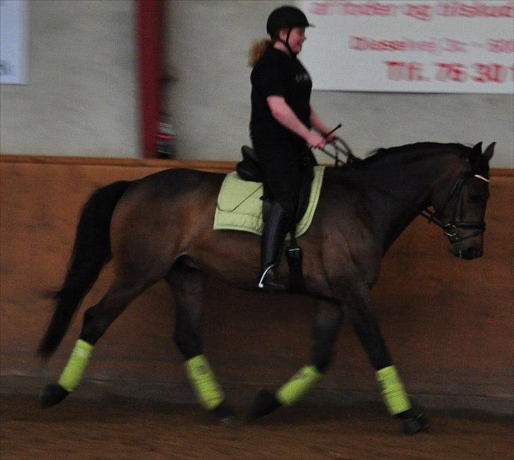 Dansk Varmblod Cæsar billede 20