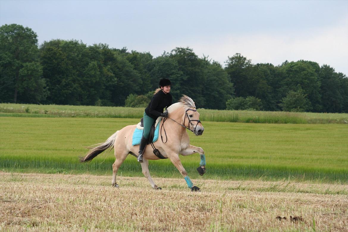 Fjordhest Rendegårdens Picasso - Galop øgning på stubmark :) billede 2