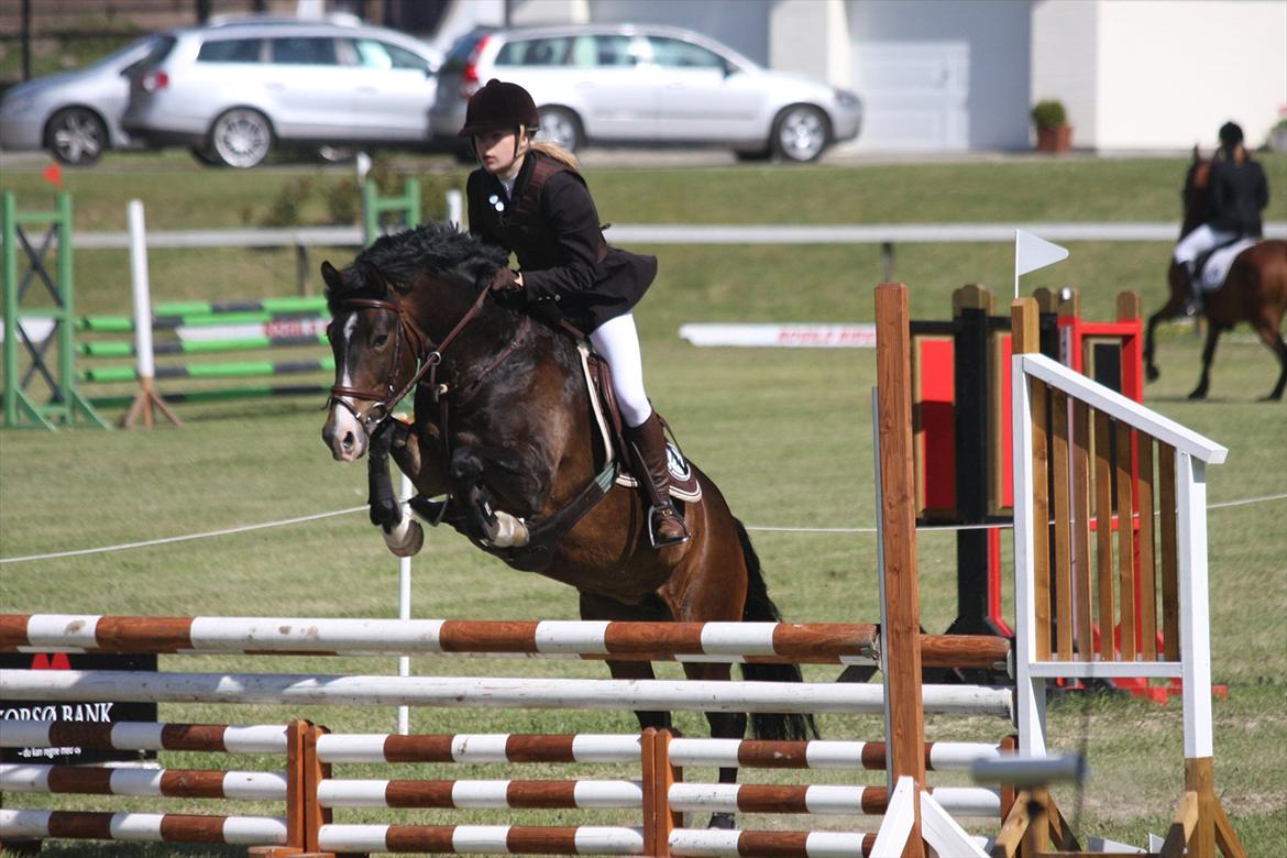 New Forest Margo  billede 19