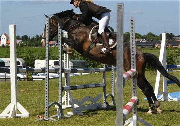 New Forest Margo  billede 20