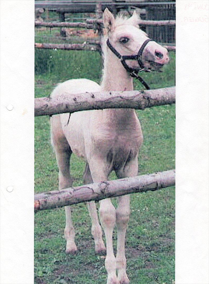 Anden særlig race Marco (HIMMELHEST)MIN BEDSTE VEN - 5 uger billede 14