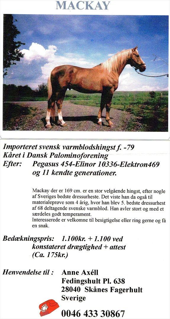 Anden særlig race Marco (HIMMELHEST)MIN BEDSTE VEN - far billede 15