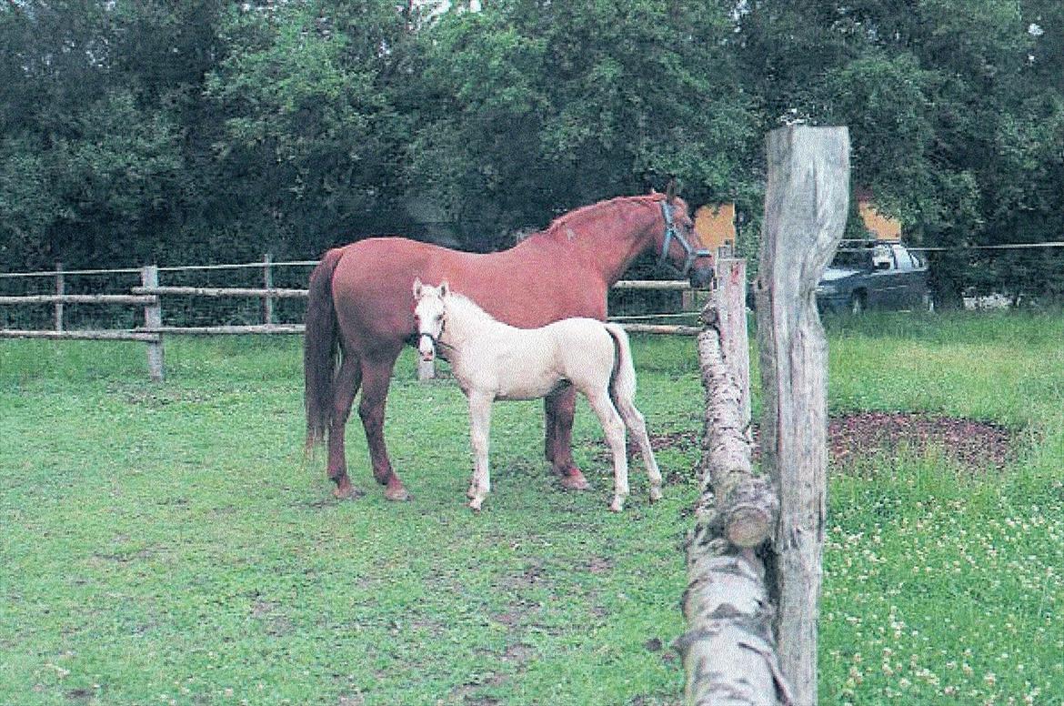 Anden særlig race Marco (HIMMELHEST)MIN BEDSTE VEN - mor billede 16