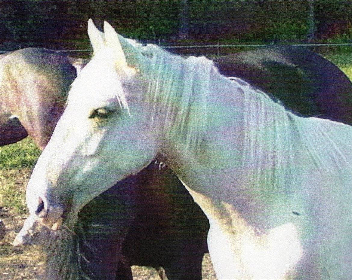Anden særlig race Marco (HIMMELHEST)MIN BEDSTE VEN billede 17