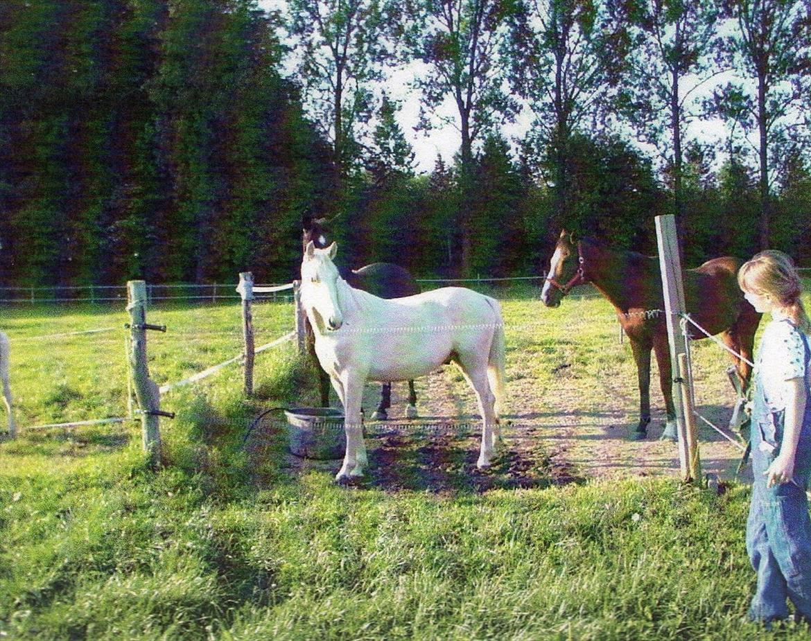 Anden særlig race Marco (HIMMELHEST)MIN BEDSTE VEN billede 18
