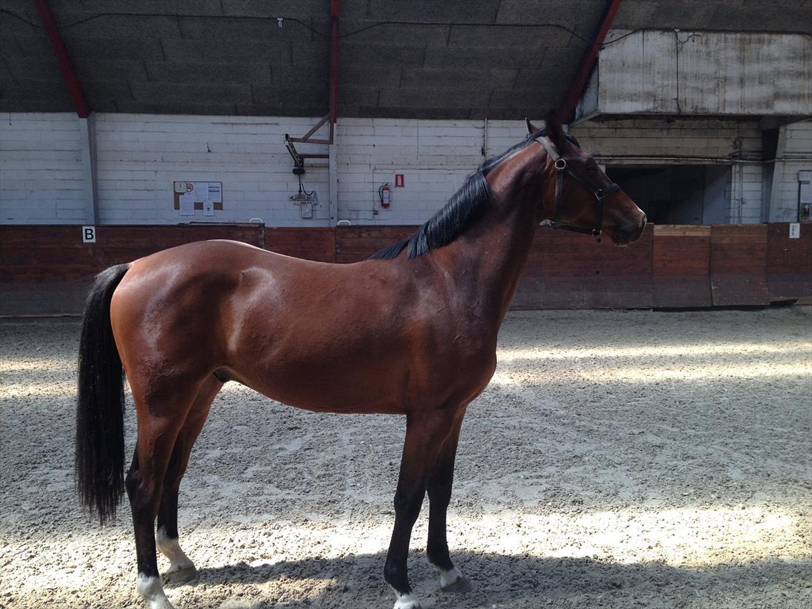 Tysk Oldenburger Gørklintgårds Leander billede 3