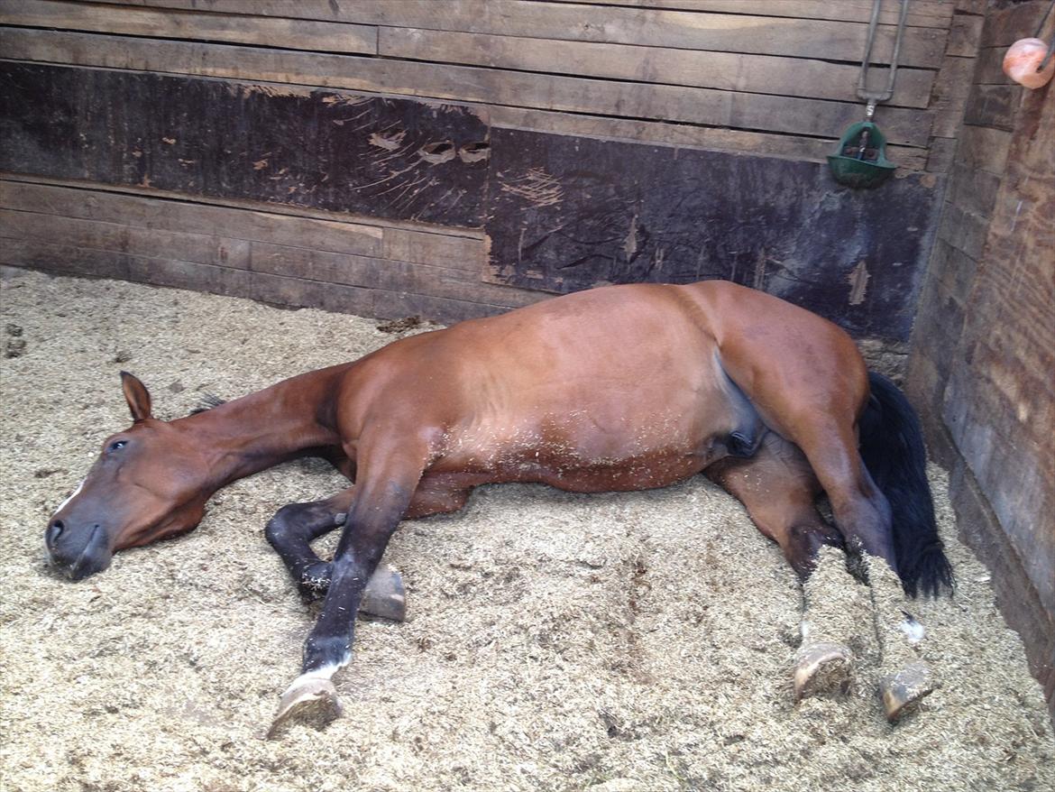 Tysk Oldenburger Gørklintgårds Leander billede 4