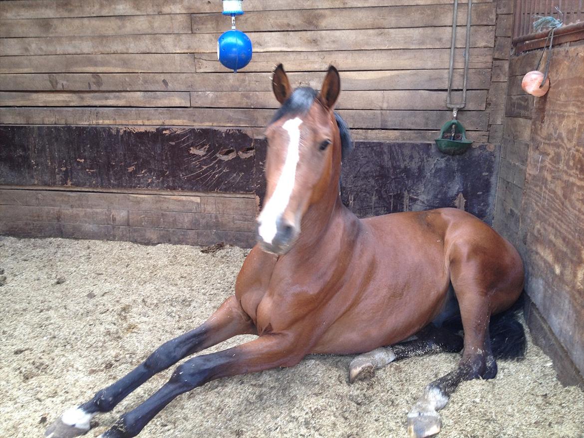 Tysk Oldenburger Gørklintgårds Leander billede 5