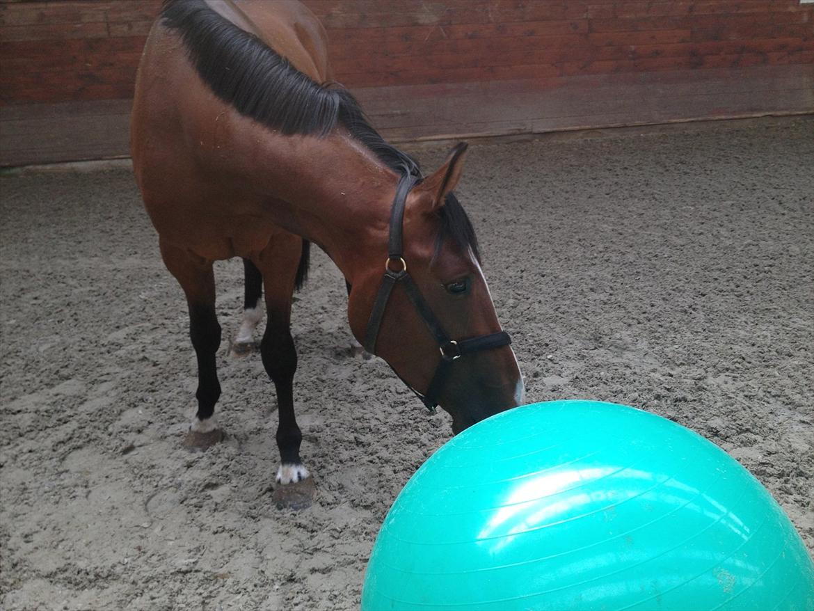 Tysk Oldenburger Gørklintgårds Leander billede 6