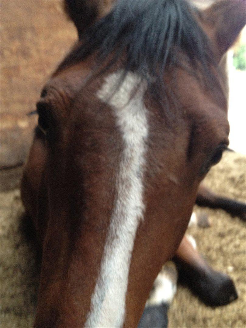 Tysk Oldenburger Gørklintgårds Leander billede 7