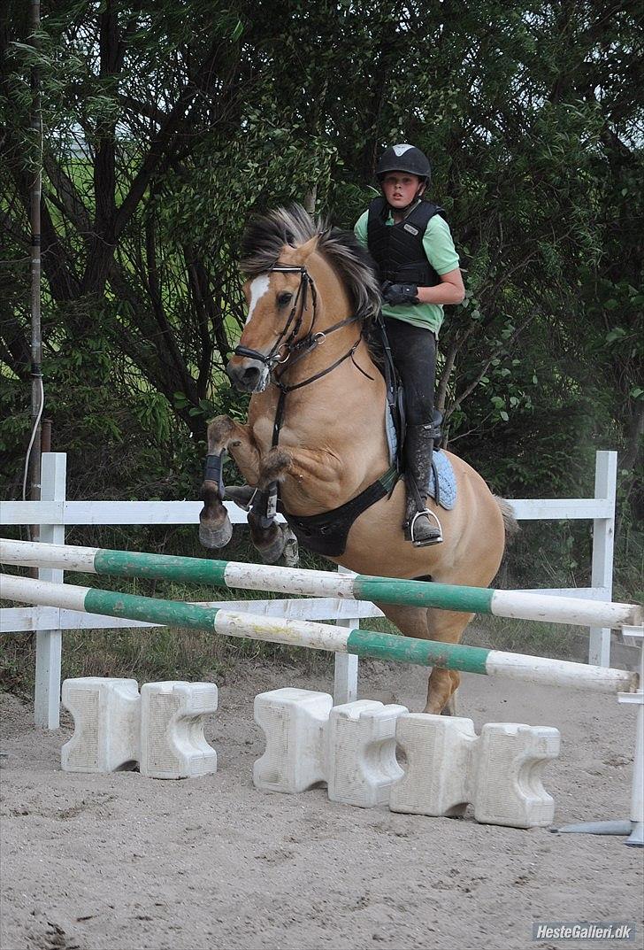 Anden særlig race Lipo Flash - Foto: JEM billede 5