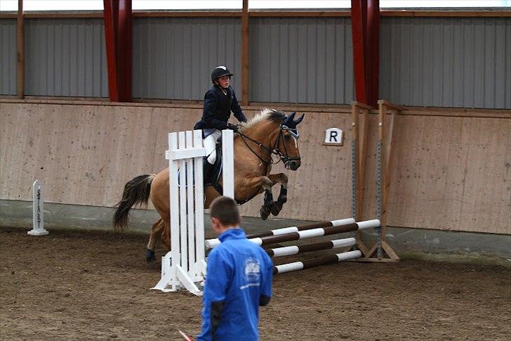 Anden særlig race Lipo Flash - Lipo og jeg til springstævne på Ågerupgård :) Foto: Malene  billede 9