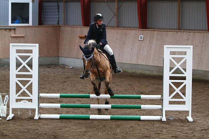 Anden særlig race Lipo Flash - 60cm Foto: Malene  billede 10