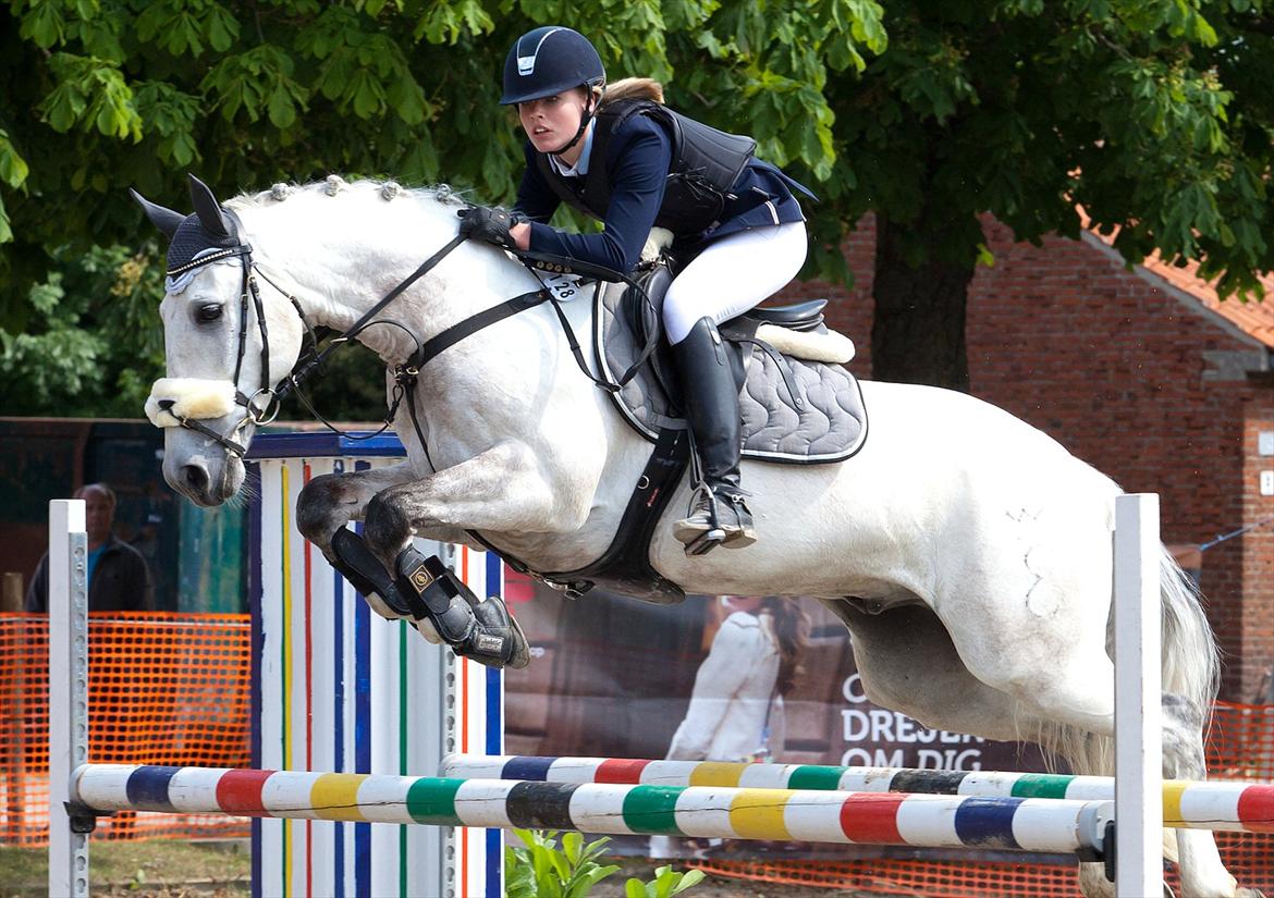 Andalusier Destiny - MB** Næstved, juni 2012 billede 1