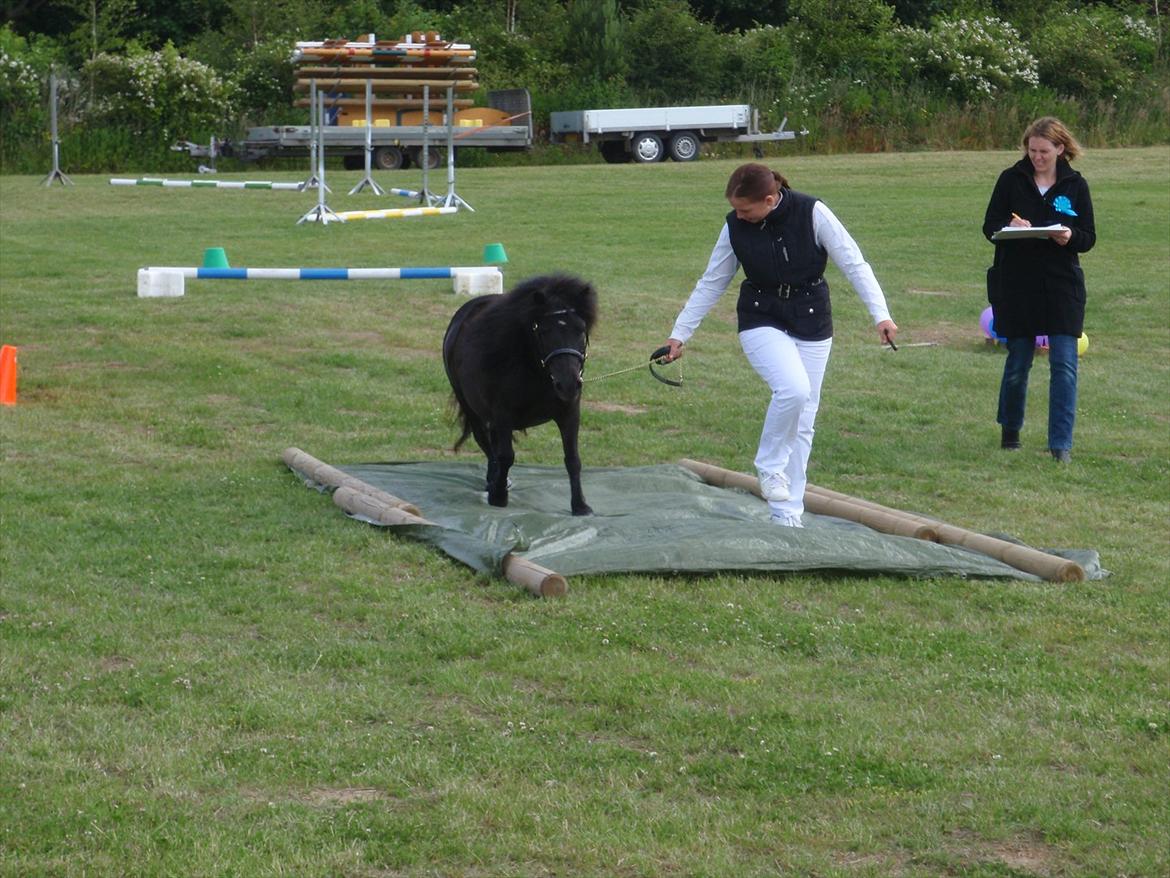 Shetlænder Mosbækmindes Jasmin billede 10