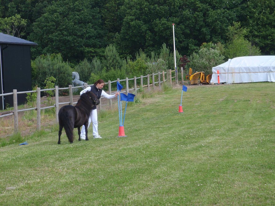 Shetlænder Mosbækmindes Jasmin billede 11