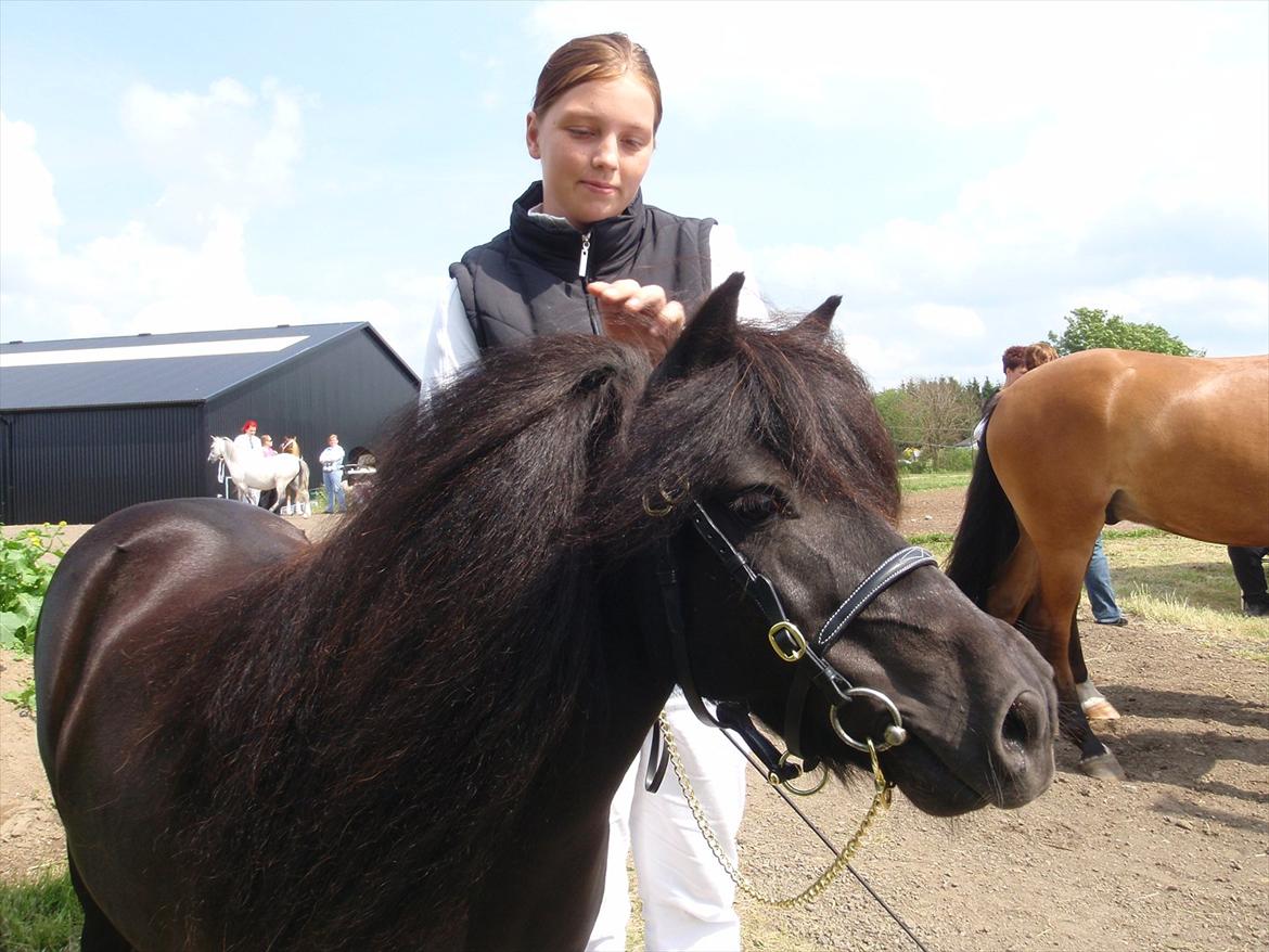 Shetlænder Mosbækmindes Jasmin billede 12