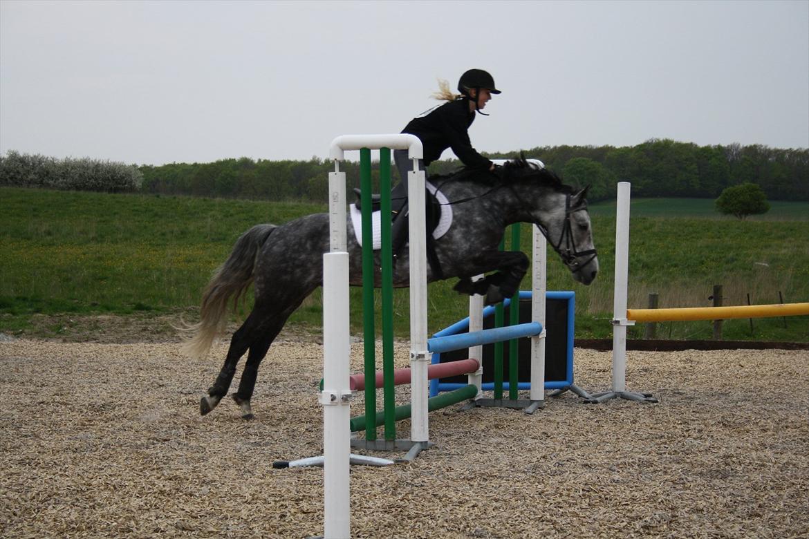 New Forest | Lundemarksgårds C. Ance *B-PONY* - [6] Så kørte vi sgu til Colle-musen <3 Vi fik godt nok grinet meget! :-D Og Ance var så dygtig den dag! :-* - Springtræning d. 18/5/12. billede 6