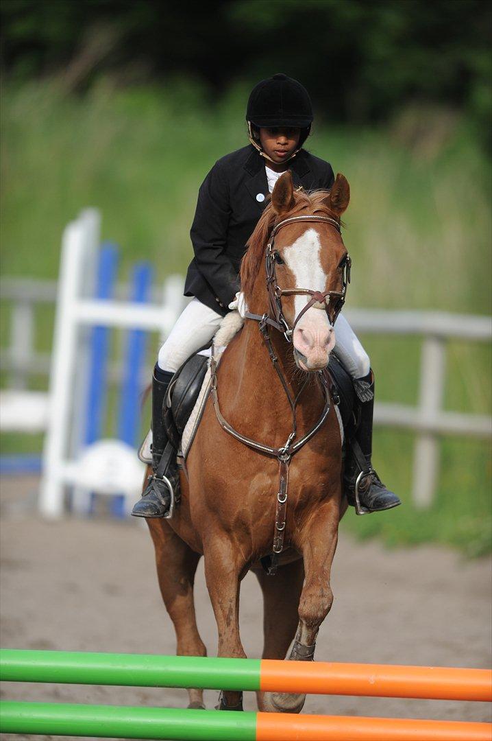 Arabisk fuldblod (OX) Lavina *DEN BEDSTE* billede 1