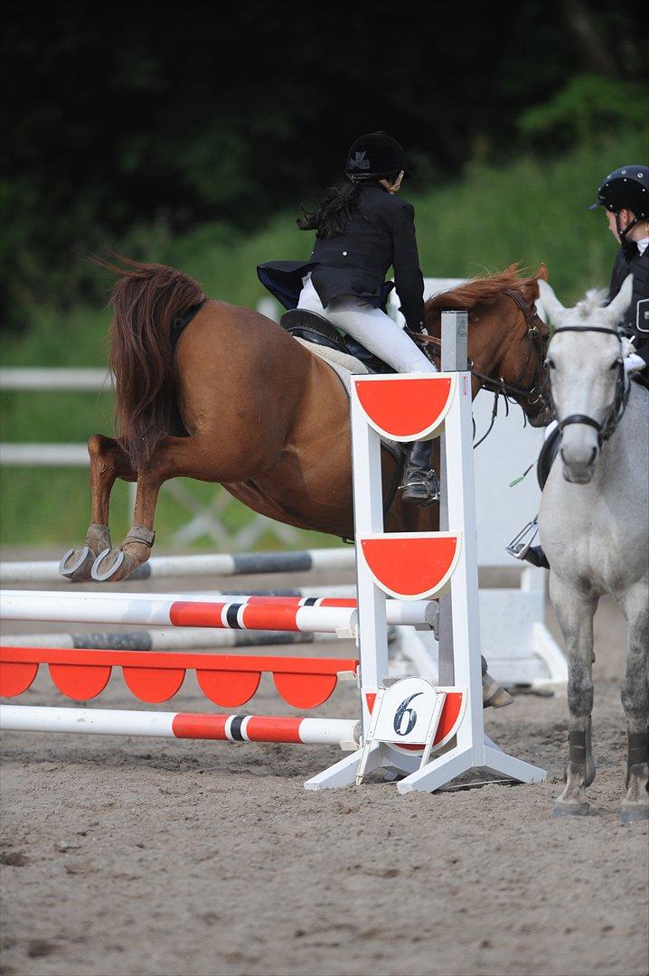 Arabisk fuldblod (OX) Lavina *DEN BEDSTE* billede 13