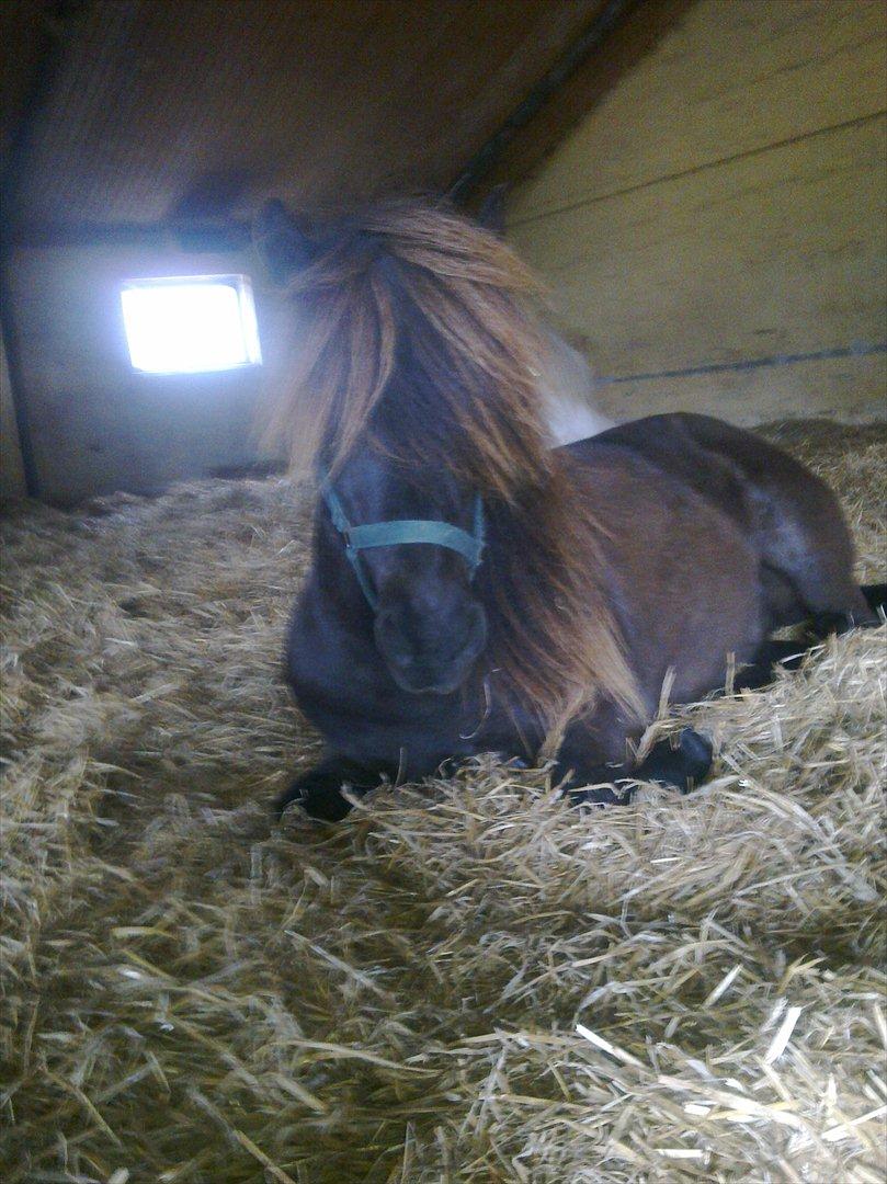 Islænder Daðri (fra Meldgaard) - 2012 - tager sig lige en slapper. ;-) billede 16