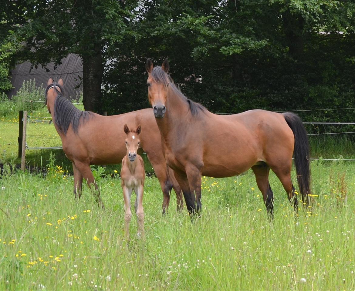 Arabisk fuldblod (OX) Chaklan Cosh - Chanel Cosh, Chaklan Cosh og Majona By Marahepa billede 10