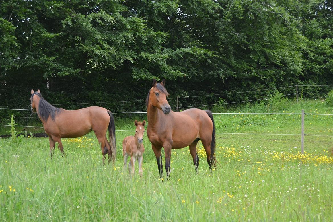 Arabisk fuldblod (OX) Chaklan Cosh billede 11