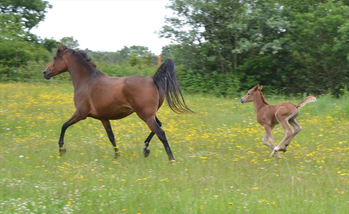 Arabisk fuldblod (OX) Chaklan Cosh billede 14