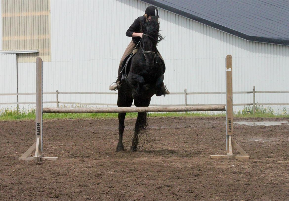 Frieser Anneke - 90 cm på frieser <3 billede 14