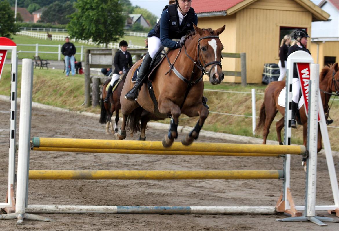 New Forest Bøgelys Bøg(Solgt) - Taget af: Helena Elmo Kristensen billede 17
