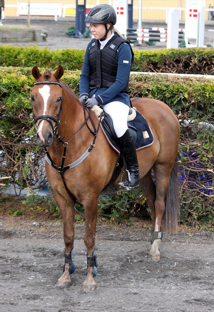 New Forest Bøgelys Bøg(Solgt) - Velkommen til Bøgs Profil :-))
Taget af: Helena Elmo Kristensen billede 1