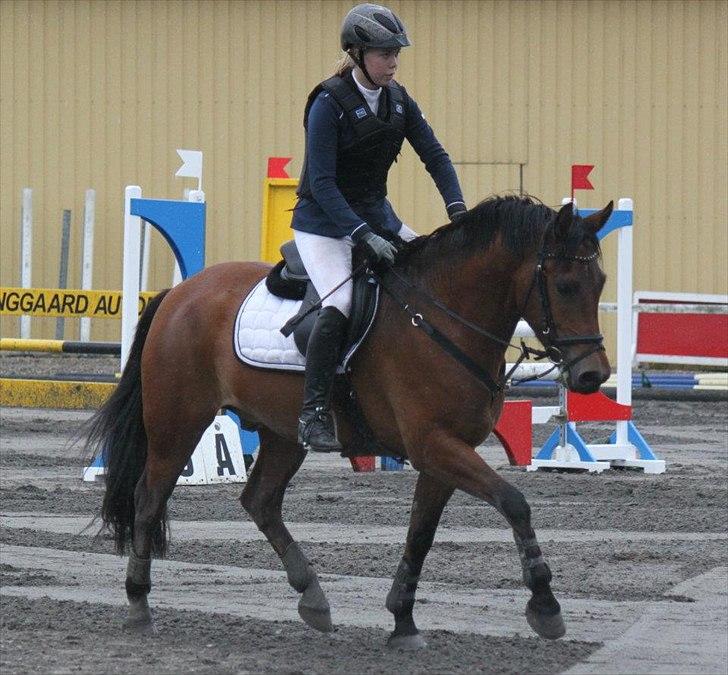 New Forest Bøgelys Julius - sweety Julle<33 billede 15