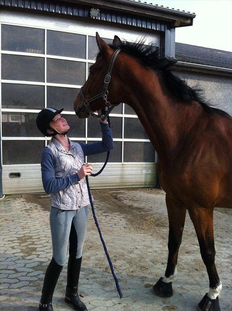 Trakehner Spanggaards Nephew - store dreng! billede 2