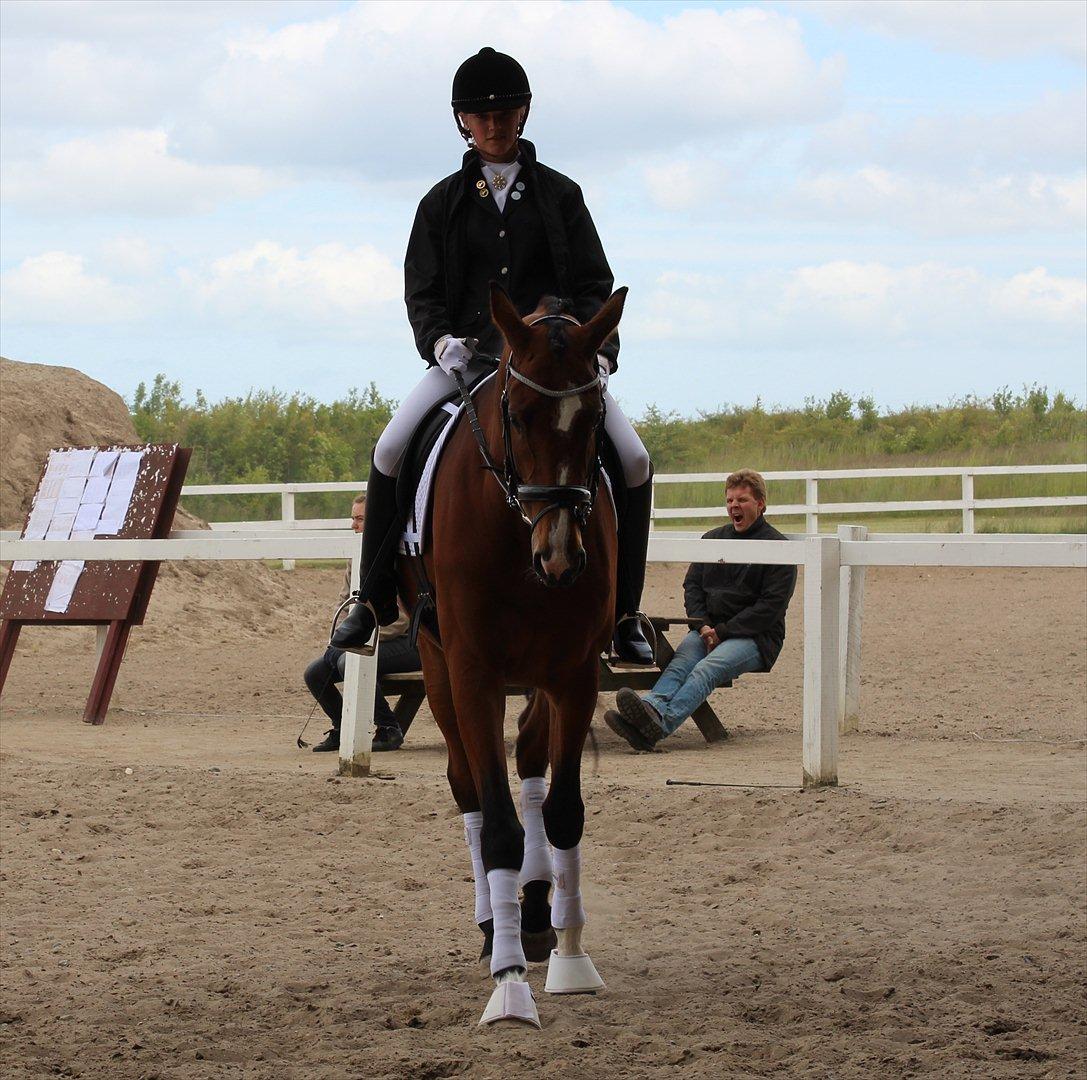 Trakehner Spanggaards Nephew billede 3