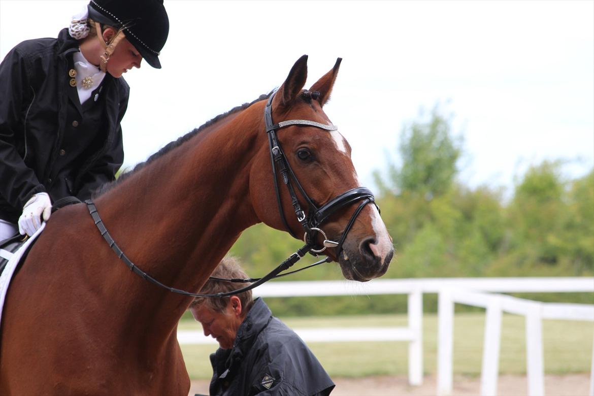 Trakehner Spanggaards Nephew billede 4