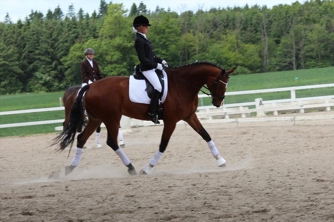 Trakehner Spanggaards Nephew billede 5