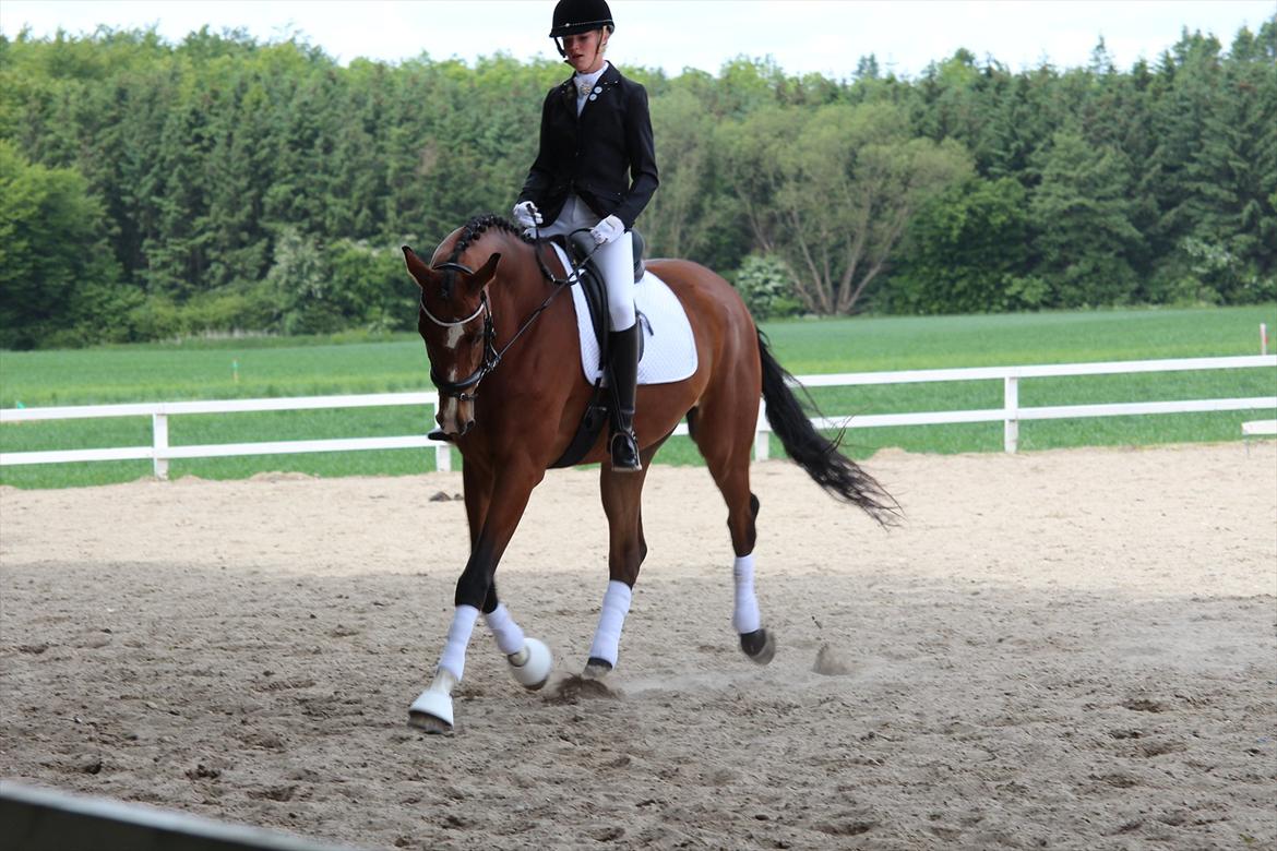 Trakehner Spanggaards Nephew billede 6