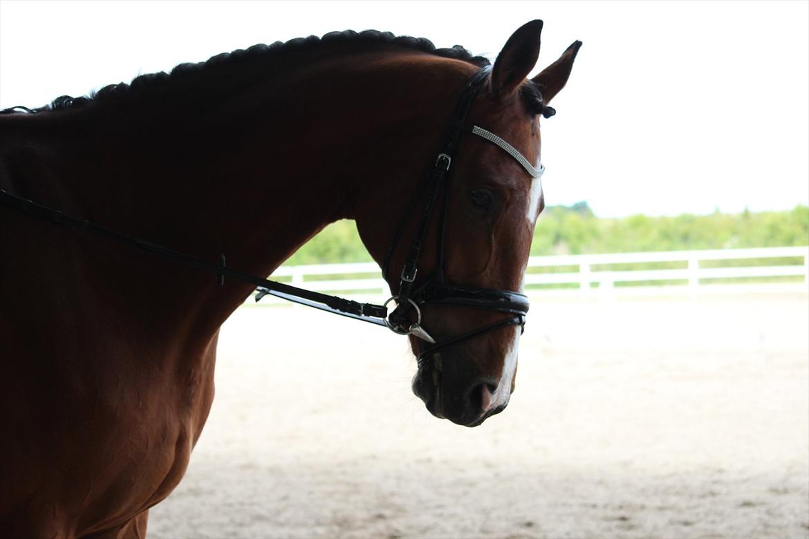 Trakehner Spanggaards Nephew billede 7