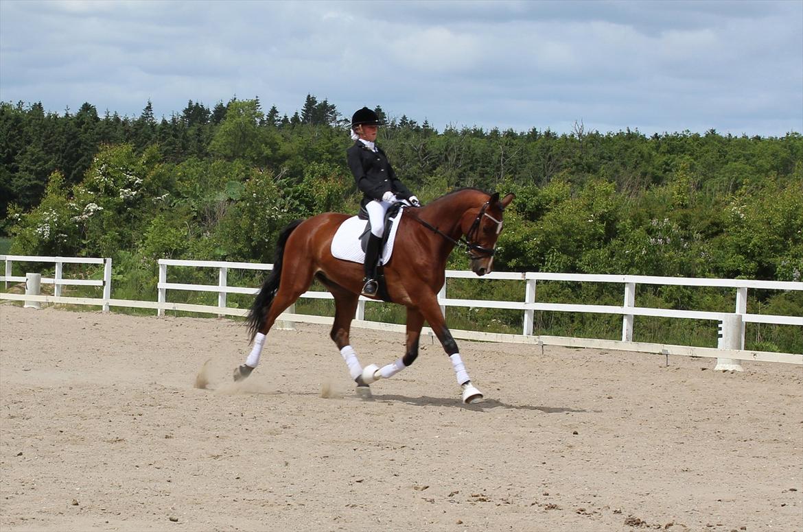 Trakehner Spanggaards Nephew - LA2 til 72,76% billede 9