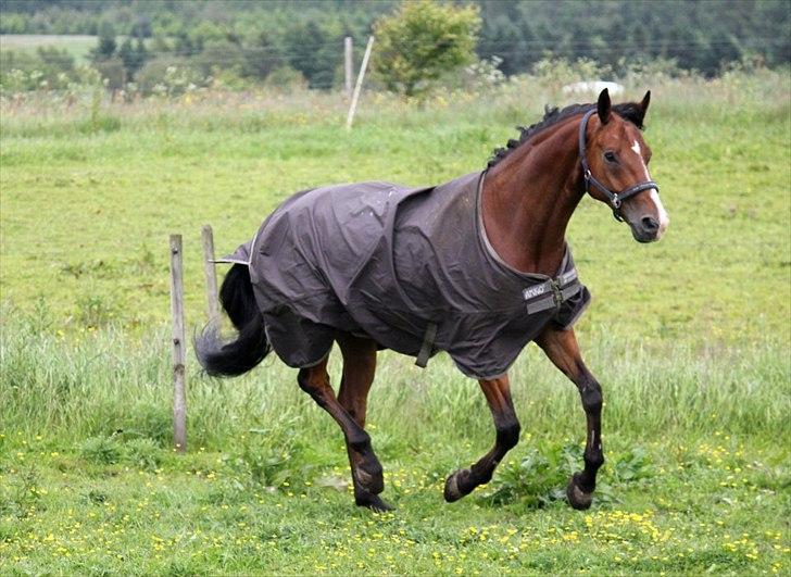 Dansk Varmblod Sandbæk's Wonder-Hitt - A hest - taget af CHS billede 13