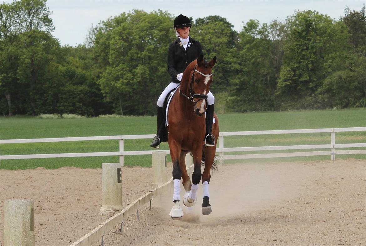 Trakehner Spanggaards Nephew billede 11