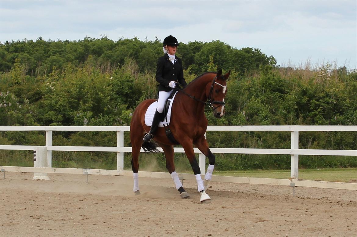 Trakehner Spanggaards Nephew billede 12