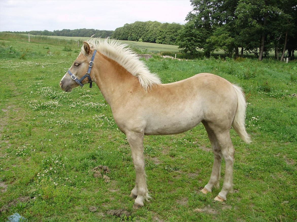 Haflinger Firefly Lindegaard solgt - min lille pige dagen før hun flyttede hjemmefra.. billede 19