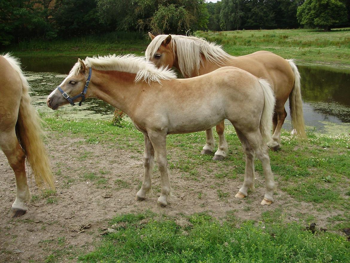 Haflinger Firefly Lindegaard solgt - min lille pige dagen før hun flyttede hjemmefra... billede 20